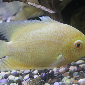 Severum cichlid (Heros efasciatus)
