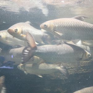 Hoven's carp (Leptobarbus hoevenii)