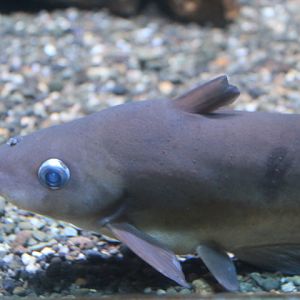 Narrowfront tandan (Neosilurus ater)