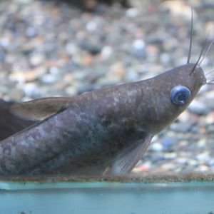Rendahl's catfish (Porochilus rendahli)