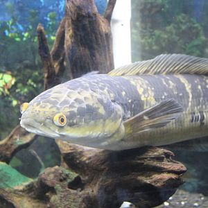 Emperor snakehead (Channa marulioides)