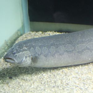 Zig-zag eel (Mastacembelus armatus)