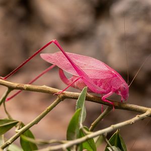 Oblong Winged Katydid