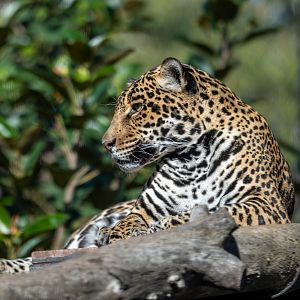 Nindiri the Jaguar