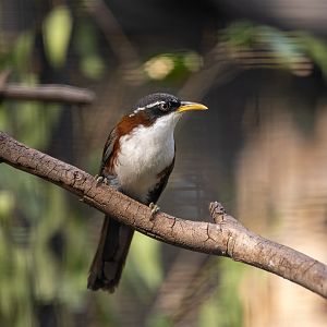 Chestnut Backed Scimitar Babbler