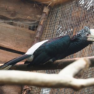 Silvery-cheeked hornbill (Bycanistes brevis), 2023-05-15