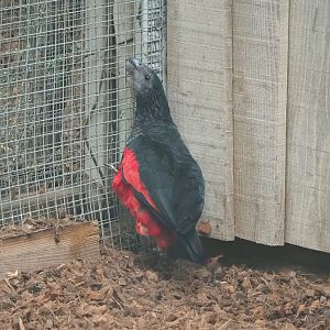 Pesquet's parrot (Psittrichas fulgidus), 2023-05-15