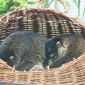 Sulawesi bear cuscuses (Ailurops ursinus), 2023-05-15