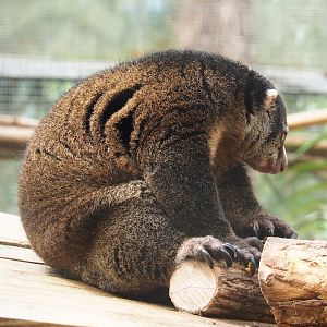 Sulawesi bear cuscus (Ailurops ursinus), 2023-05-16