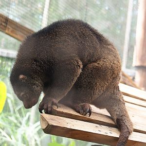 Sulawesi bear cuscus (Ailurops ursinus), 2023-05-16