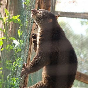 Sulawesi bear cuscus (Ailurops ursinus), 2023-05-16