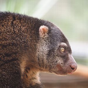 Sulawesi bear cuscus (Ailurops ursinus), 2023-05-16