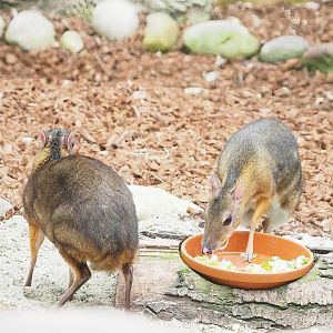 Javan mouse deer (Tragulus javanicus), 2023-05-15