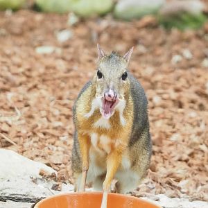 Javan mouse deer (Tragulus javanicus), 2023-05-15