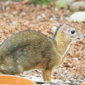 Javan mouse deer (Tragulus javanicus), 2023-05-15