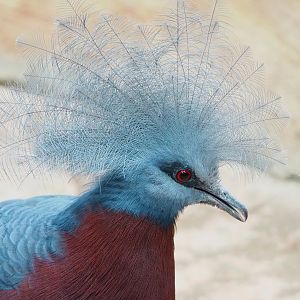 Sclater's crowned pigeon (Goura sclateri), 2023-05-15