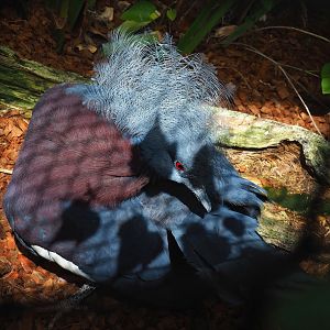 Sclater's crowned pigeon (Goura sclateri), 2023-05-16
