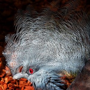 Sclater's crowned pigeon (Goura sclateri), 2023-05-16