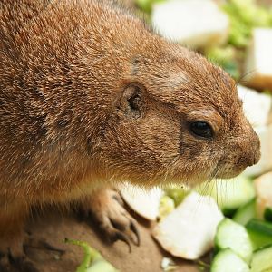 Black-tailed prairie dog (Cynomys ludovicianus), 2023-05-16