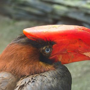 Northern rufous hornbill (Buceros hydrocorax), 2023-05-16