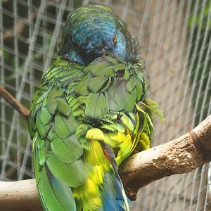 St. Lucia amazon (Amazona versicolor), 2023-05-16