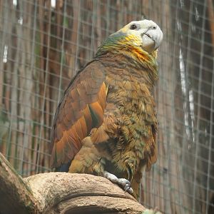 St. Vincent amazon (Amazona guildingii), 2023-05-16
