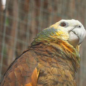 St. Vincent amazon (Amazona guildingii), 2023-05-16