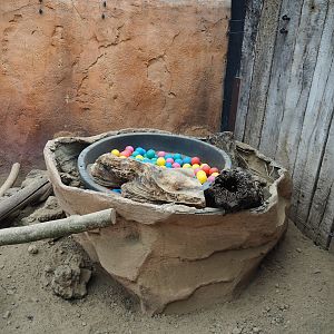 Meerkat enrichment tub, 2023-05-15