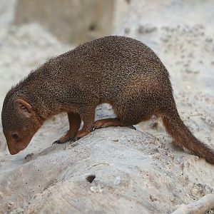 Dwarf mongoose (Helogale parvula), 2023-05-16