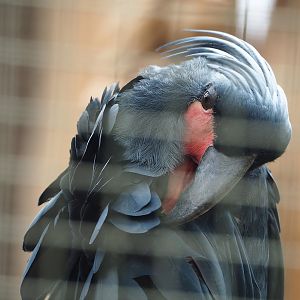 Palm cockatoo (Probosciger aterrimus), 2023-05-16