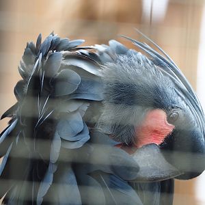 Palm cockatoo (Probosciger aterrimus), 2023-05-16