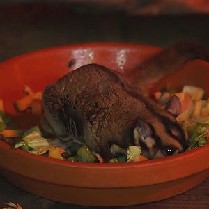 Sugar glider (Petaurus breviceps), 2023-05-15