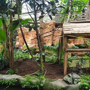 White-faced saki island, 2023-05-15