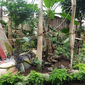 White-faced saki island, 2023-05-15