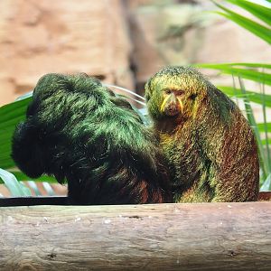 White-faced sakis (Pithecia pithecia), 2023-05-15