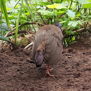 Malaysian great Argus (Argusianus argus argus), 2023-05-15