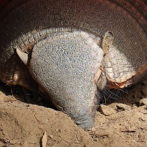 Large hairy armadillo (Chaetophractus villosus), 2023-05-16
