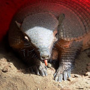 Large hairy armadillo (Chaetophractus villosus), 2023-05-16
