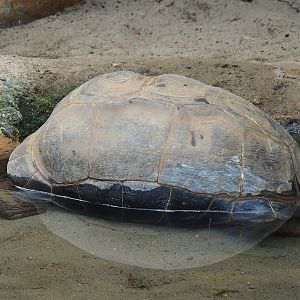 Aldabra giant tortoise (Aldabrachelys gigantea gigantea), 2023-05-15