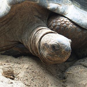 Aldabra giant tortoise (Aldabrachelys gigantea gigantea), 2023-05-16
