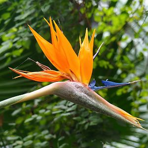 Strelitzia flower, 2023-05-15