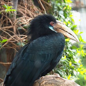 Wreathed hornbill (Rhyticeros undulatus), 2023-05-15
