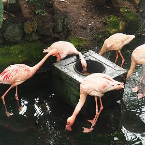 Lesser flamingos (Phoeniconaias minor), 2023-05-16
