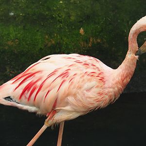Lesser flamingo (Phoeniconaias minor), 2023-05-16