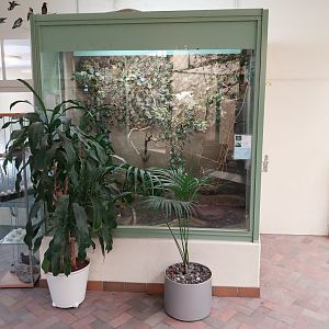 Bay-headed tanager and red-legged honeycreeper aviary