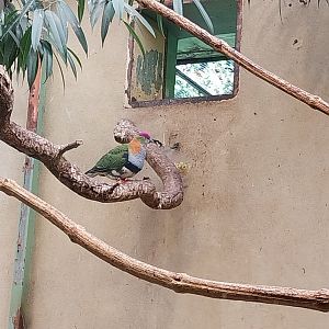 Superb fruit-dove (Ptilinopus superbus)