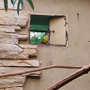 Yellow cardinal (Gubimatrix cristata)