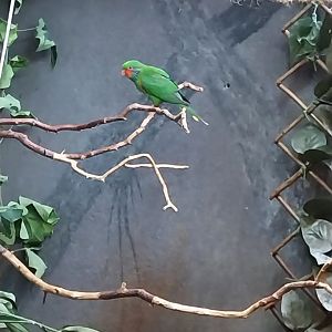 Southern red-flanked lorikeet (Hypocharmosyna placentis placentis)