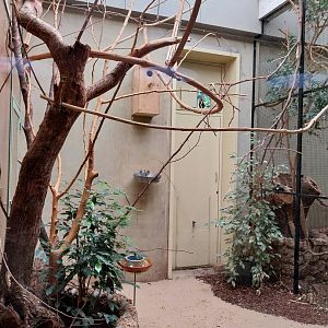 Ornate lorikeet aviary