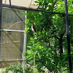 Crowned hornbill (Lophoceros alboterminatus)